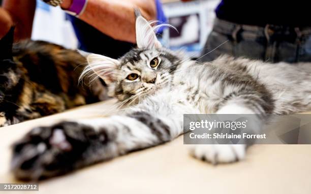 Killing Eve, a Maine Coon kitten relaxes during her first ever show at The Cat Show Live at NEC Arena on September 14, 2024 in Birmingham, England.
