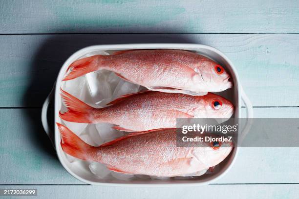 roter schnapperfisch an steinschale auf eis - schnapper stock-fotos und bilder
