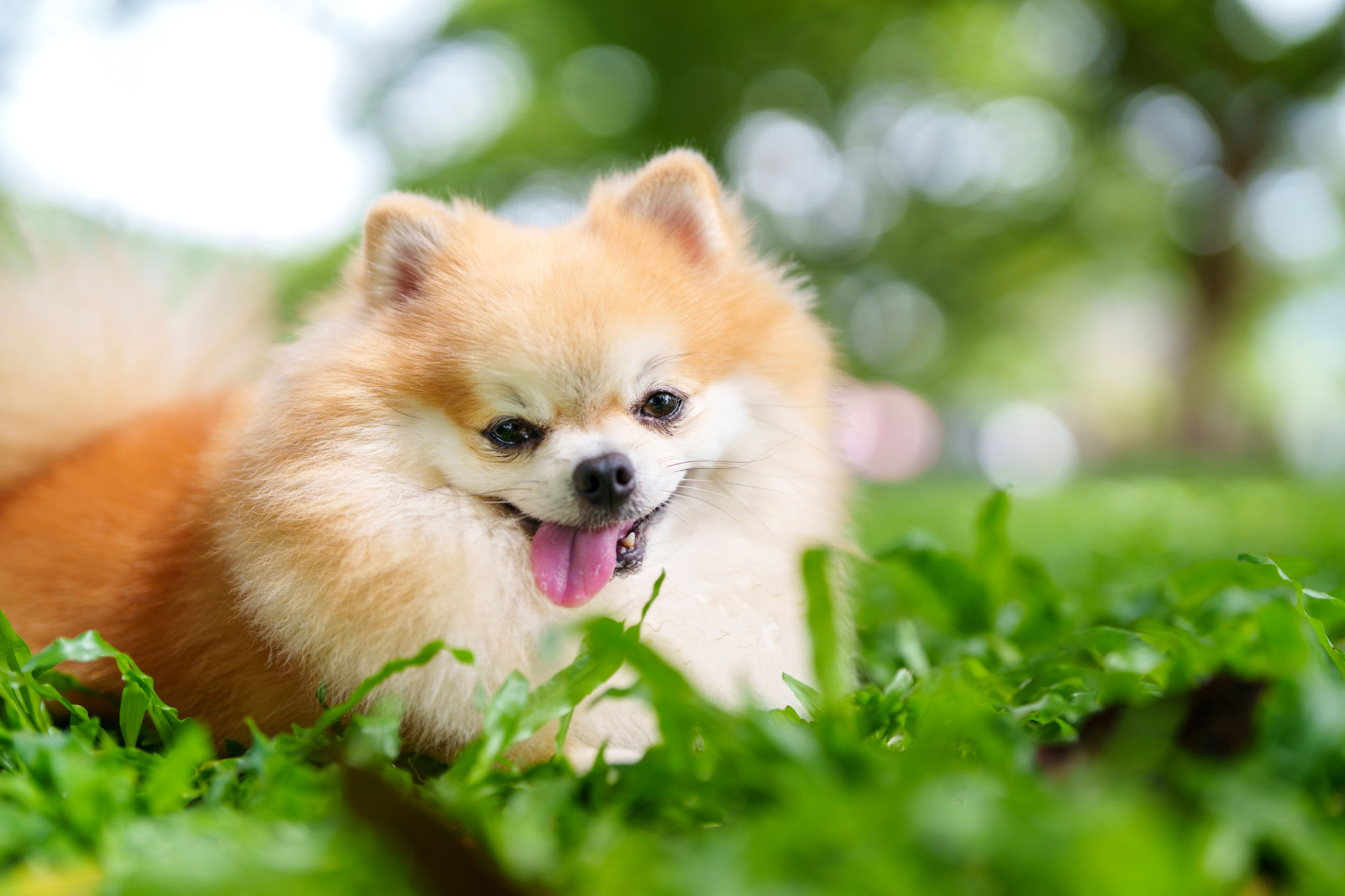 A cute Pomeranian dog relaxes on the grass on a sunny day outdoors, basking in the warmth of the sunlight with its fluffy fur spread out, enjoying the peaceful moment. A cute Pomeranian dog relaxes on the grass on a sunny day outdoors, basking in the warmth of the sunlight with its fluffy fur spread out, enjoying the peaceful moment.