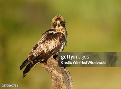 Booted eagle Booted eagle