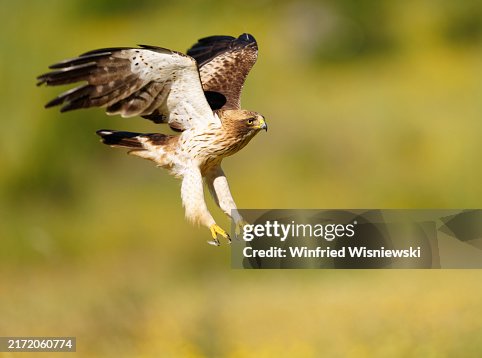 Booted eagle Booted eagle