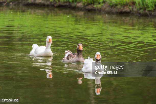 three wild geese swimming on the lake - grupo pequeno de animais - fotografias e filmes do acervo