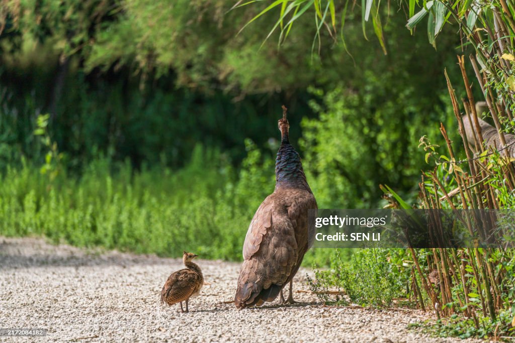 A female peacock, peahen with its peachick