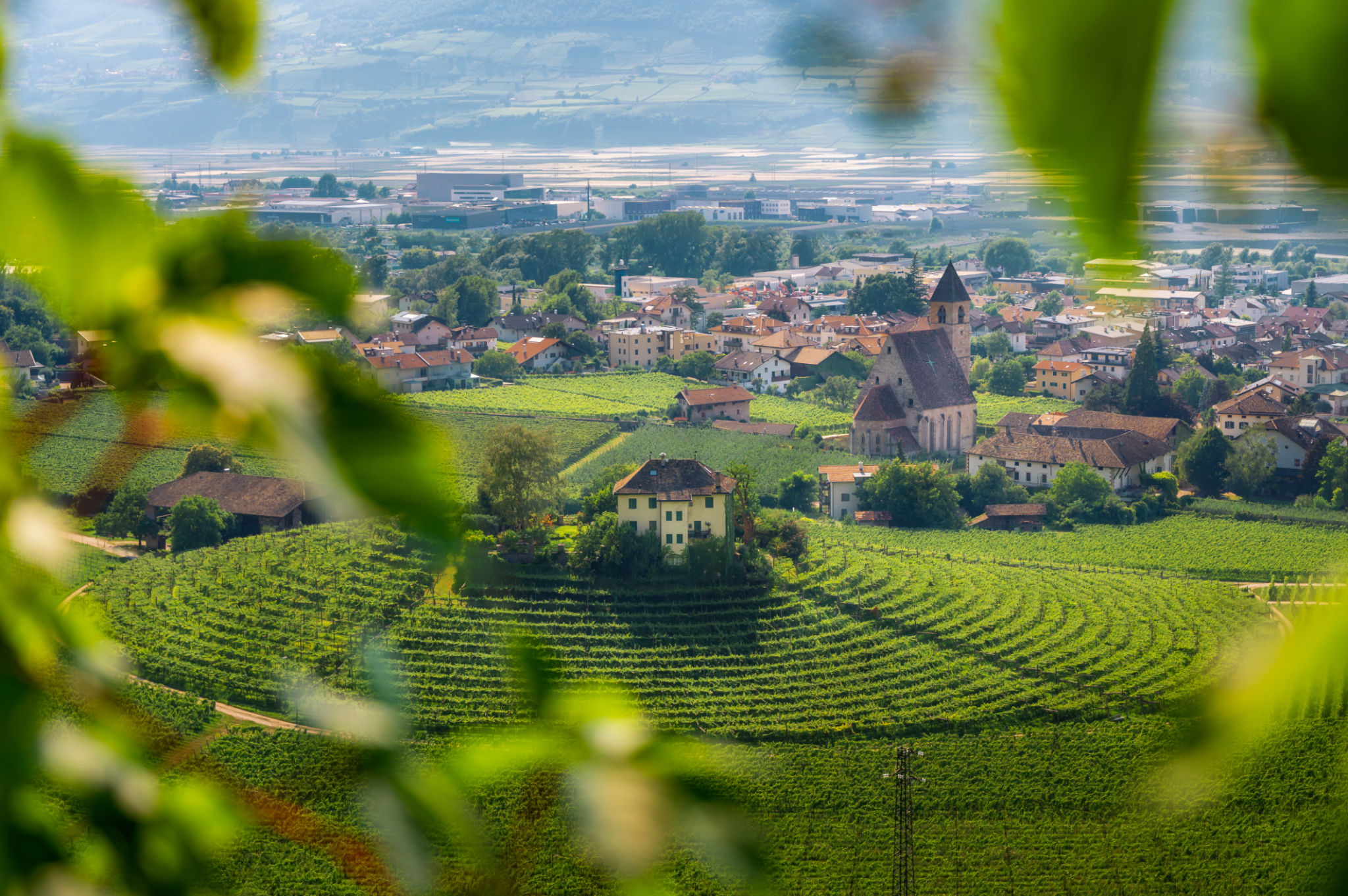 vineyards Trentino