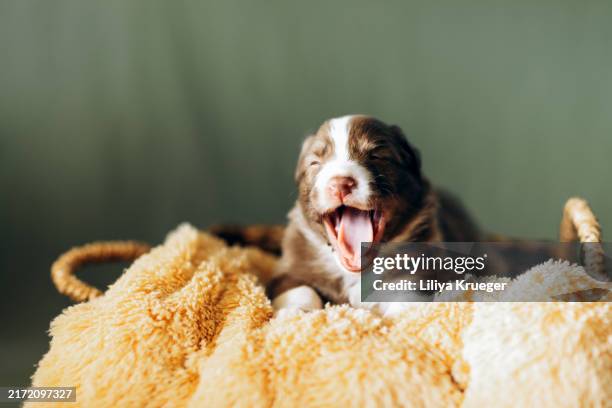 close-up of australian shepherd puppy. - collie puppies stock pictures, royalty-free photos & images