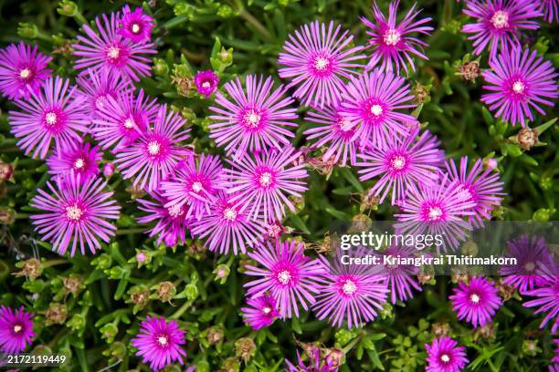 immersion: flowers blooming in summer time. - marzo fotografías e imágenes de stock