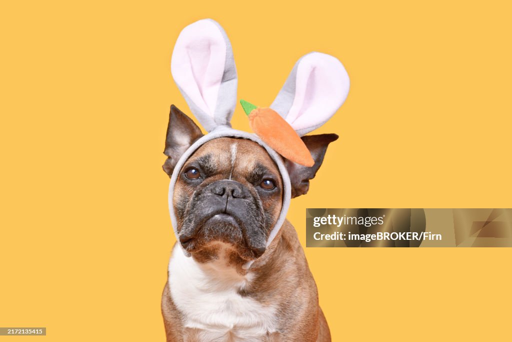 French Bulldog dog wearing Easter bunny costume ears headband with carrot on yellow background