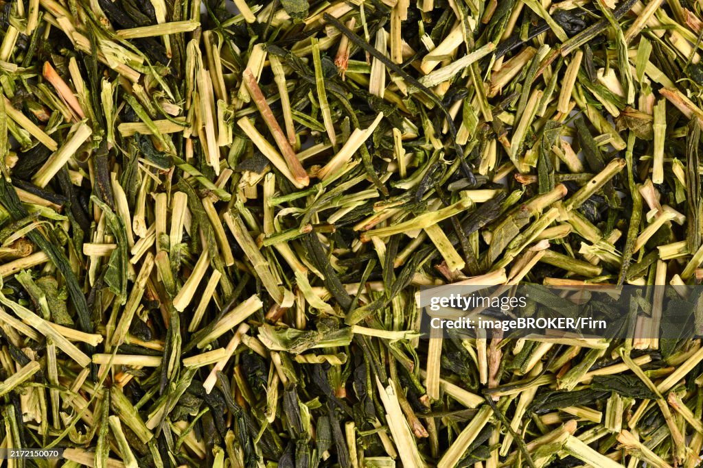 Close up of Japanese green twig tea herbs called Kukicha made out of Camellia plant