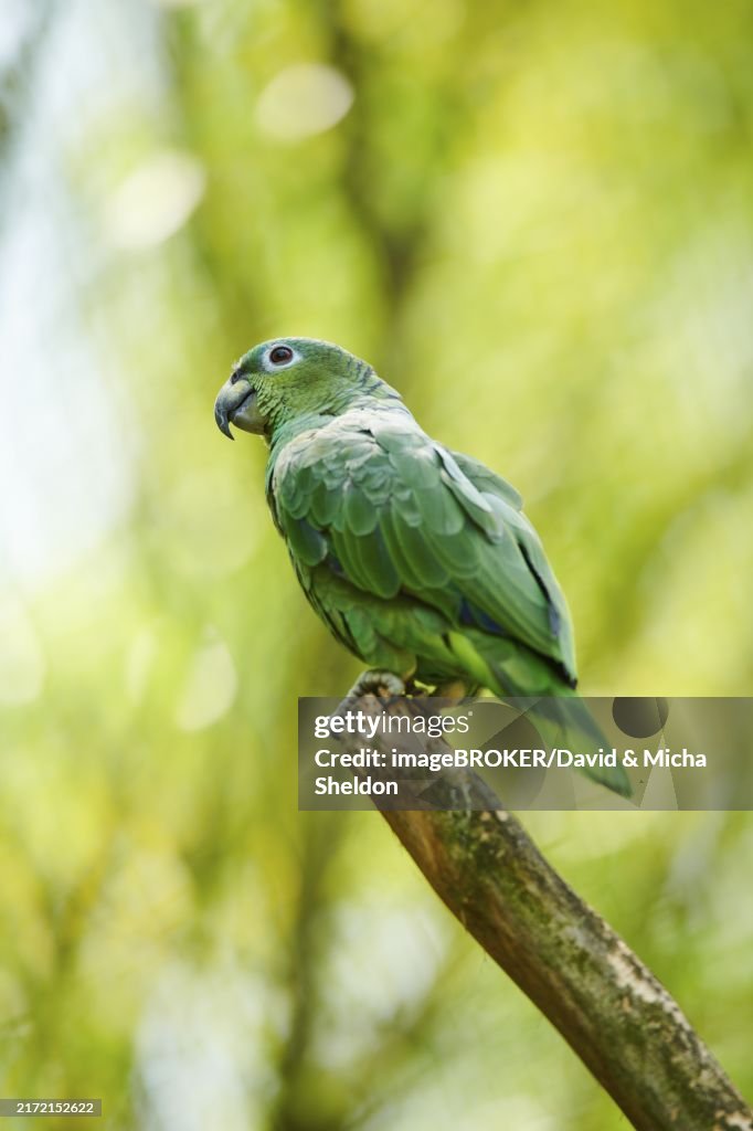 Southern mealy parrot (Amazona farinosa), amazon, sitting on a branch, captive, distribution South America
