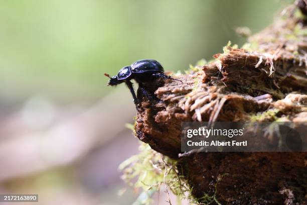 Geotrupidae High-Res Stock Photo