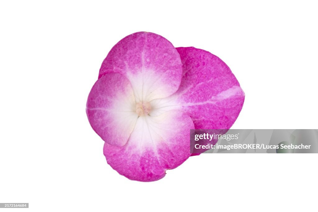 Mountain hydrangea (Hydrangea serrata), flower, white background, macro shot