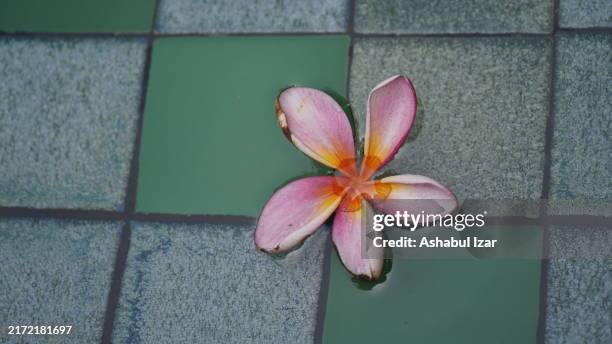 flowers above the water pool - aftas fotografías e imágenes de stock