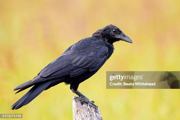 american crow perched in yorktown, virginia - dead crow stock pictures, royalty-free photos & images