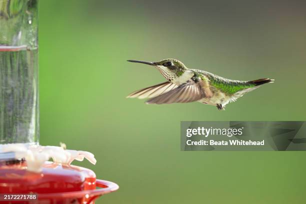 hummingbird preparing for migration - ruby gem close up stock pictures, royalty-free photos & images