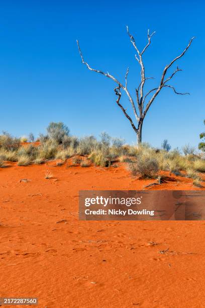 red sand dune with blue sky - red soil stock pictures, royalty-free photos & images