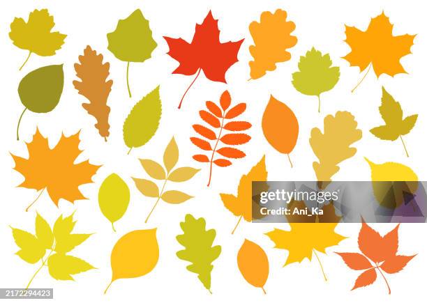 autumn leaves - aspen leaf stock illustrations
