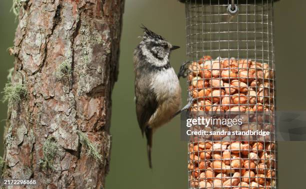 a rare crested tit, lophophanes cristatus, feeding from a peanut feeder in the abernethy caledonian forest. - temperate forest animals stock pictures, royalty-free photos & images