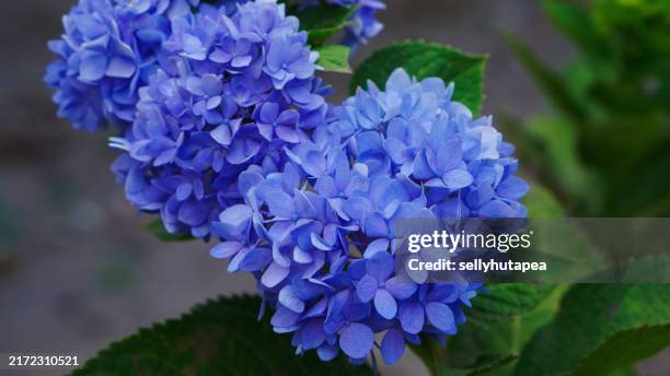 close up blue purple hydrangea flowers - blue hydrangea stock pictures, royalty-free photos & images