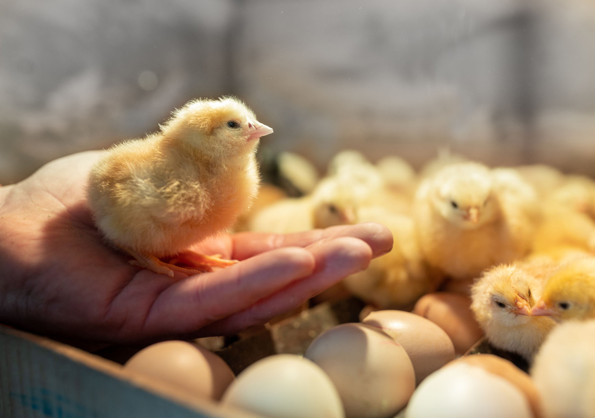 Little yellow chick on male's hand in incubator Little yellow chick on male's hand in incubator