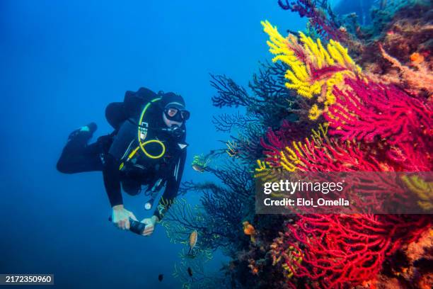 scuba diver exploring vibrant coral reef in the ocean - mergulho autónomo imagens e fotografias de stock
