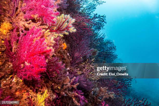 colorful corals growing on a rock face in the ocean - reef stock pictures, royalty-free photos & images