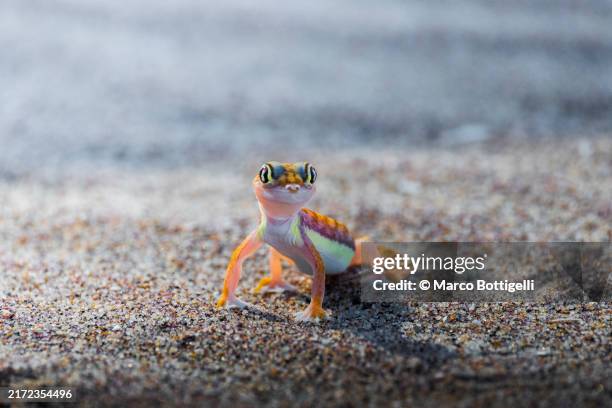 namibian sand gecko - geckos stock-fotos und bilder