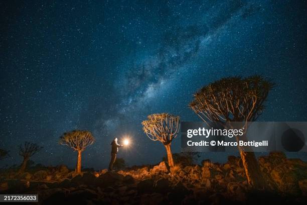 man holding a lantern in a quivertree forest - astronomia foto e immagini stock