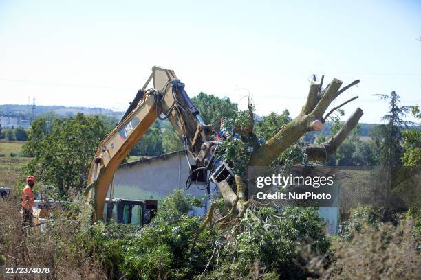 The end for an ash tree occupied by a squirrel only one hour ago. For the fourth day, Gendarmerie and CNAMO try to dislodge squirrels from the trees...