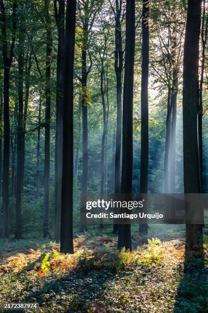 beech forest in autumn at dusk - black forest germany stock pictures, royalty-free photos & images