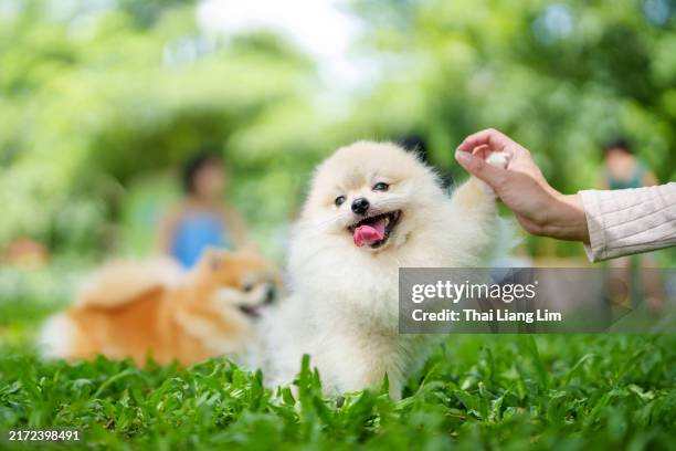 un simpatico cane di pomerania tocca la mano del suo proprietario con la zampa, godendosi un momento divertente e rafforzando il loro legame. l'interazione giocosa cattura la loro relazione affettuosa. - cane di razza foto e immagini stock