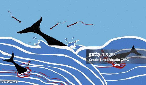 cultural practices that hunt - whale hunting stock pictures, royalty-free photos & images