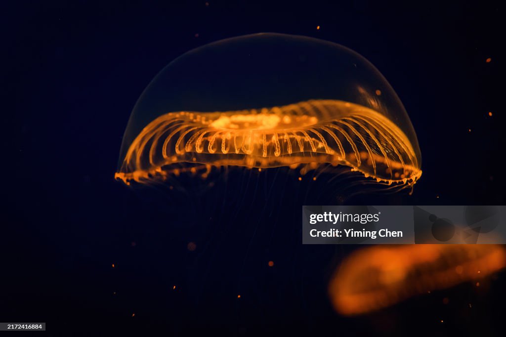 Crystal Jelly (Aequorea Victoria)