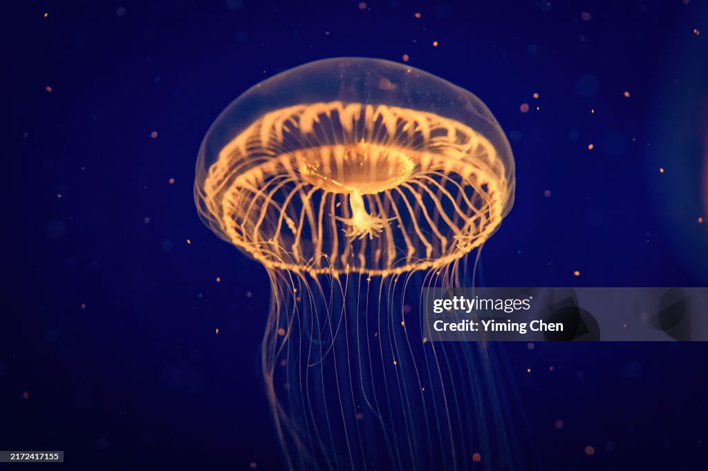 Crystal Jelly (Aequorea Victoria)