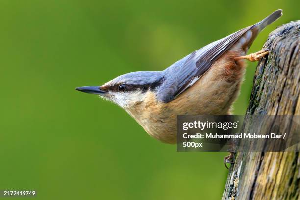 beautiful robin sparrow bird sitting on branch - mobeen stock pictures, royalty-free photos & images