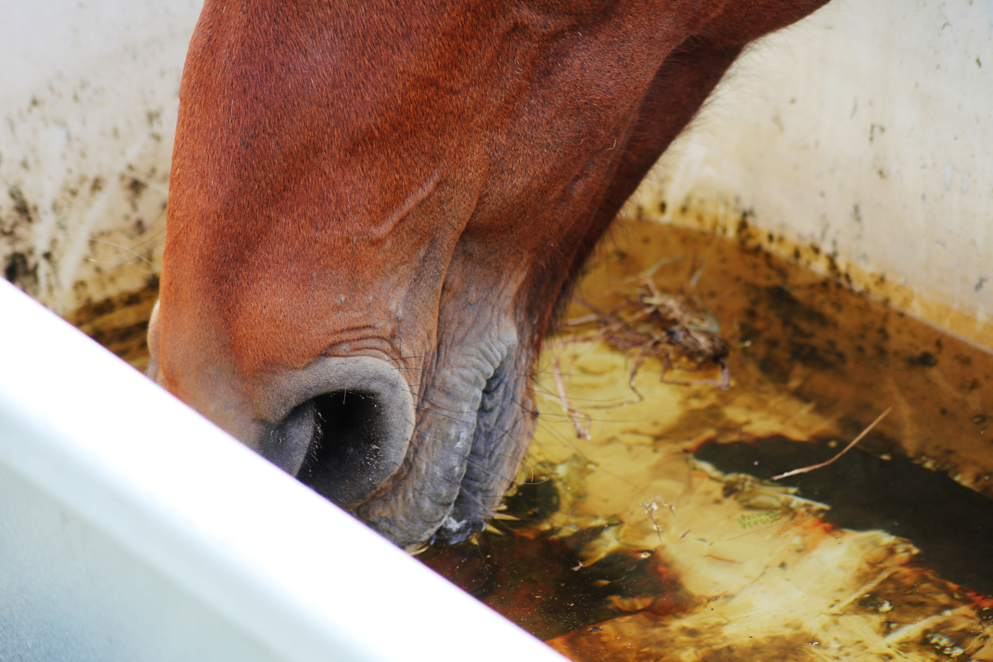 horse drinking