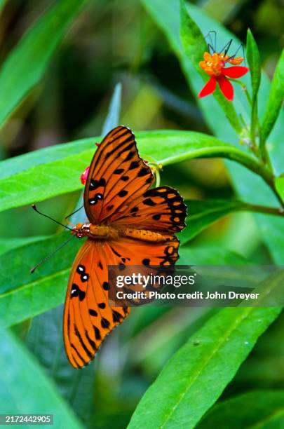 gulf fritillary butterfly and assassin bug - succhiare il sangue foto e immagini stock