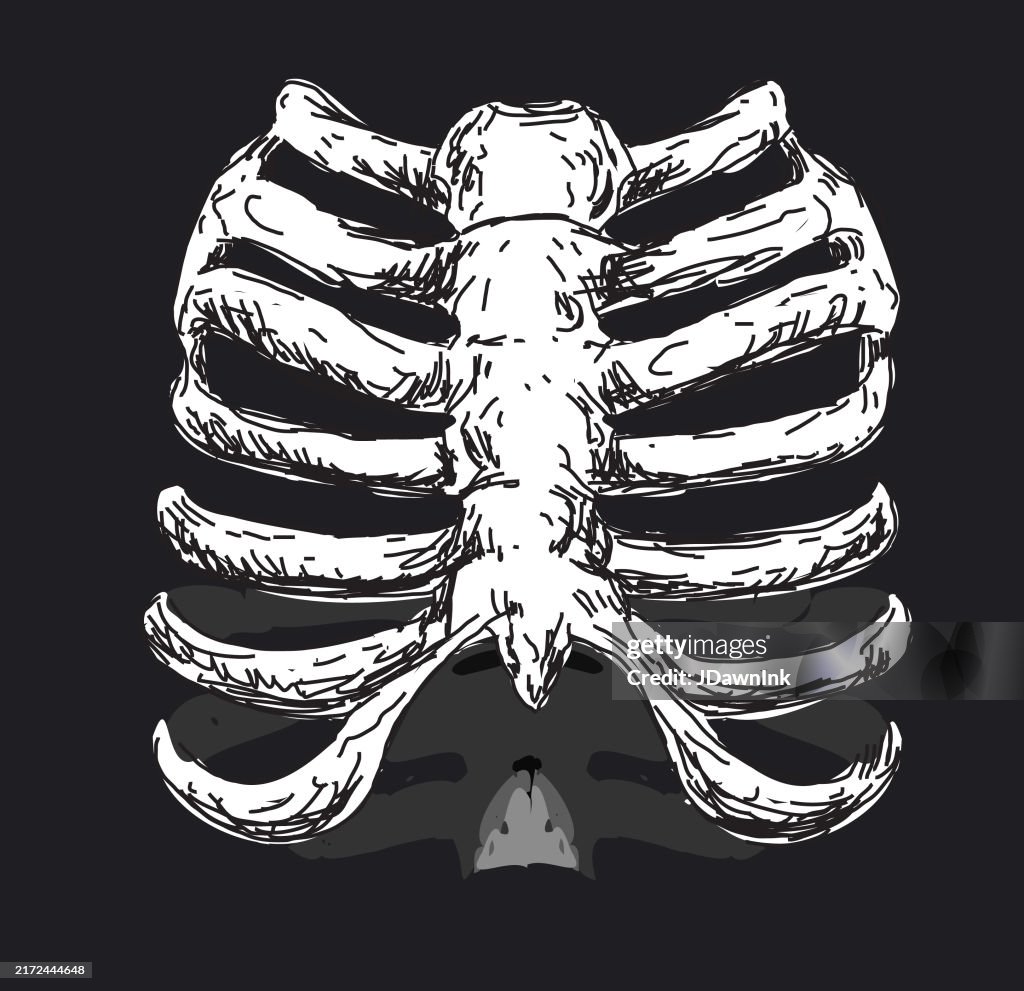 Aesthetic Rib Skeleton Halloween Skeleton Human Rib Cage On Black Background With Texture High ...