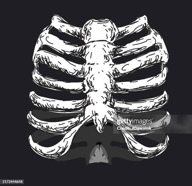 halloween skeleton human rib cage on black background with texture - human skeleton drawing stock illustrations