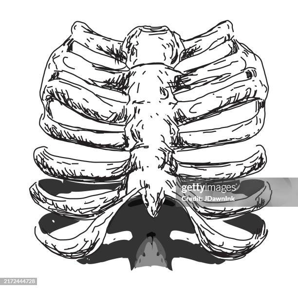Simple Skeleton Rib Graphic Halloween Skeleton Human Rib Cage On White Background With Texture High ...
