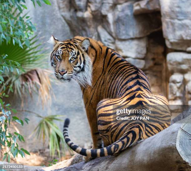 tigre de sumatra mirando hacia atrás en pose de retrato artístico - zoo fotografías e imágenes de stock