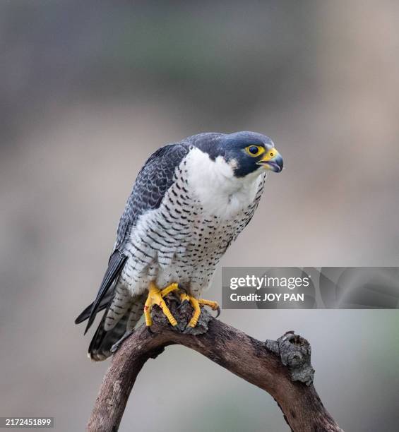closeup of perched peregrine falcon - hawk talon stock pictures, royalty-free photos & images