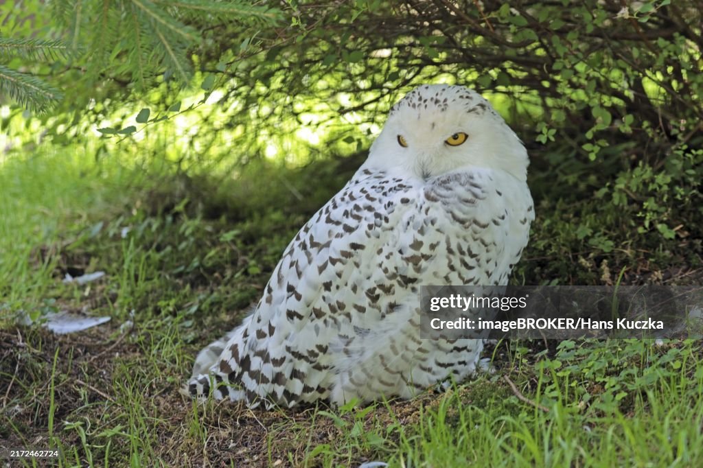 Snowy owl (Bubo scandiacus), captive