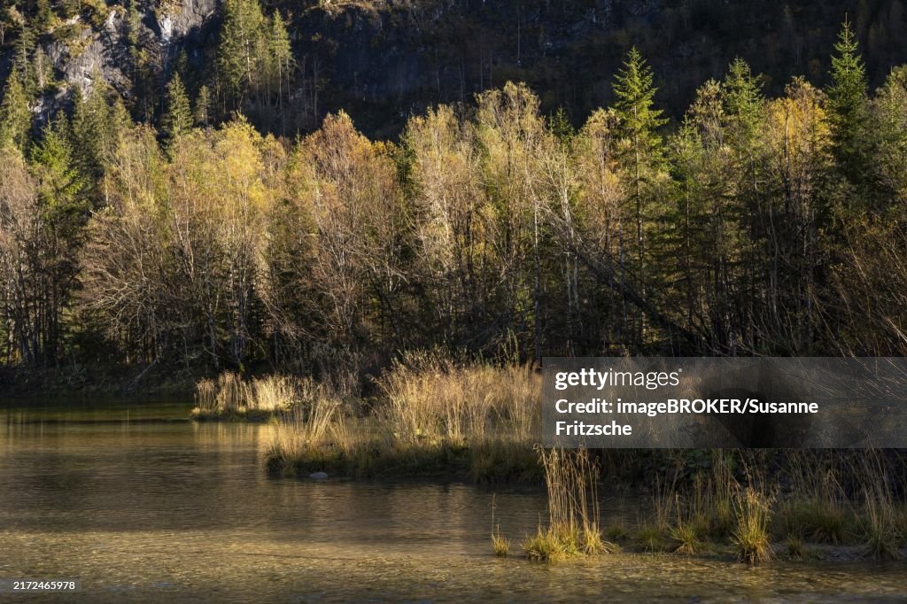 A small lake called Gosaub near the power station on the road to Lake Gosau. Autumn, trees in autumn leaves, atmospheric light