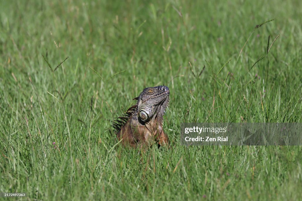 A lone Iguana in a grass area of a wetland in Southern Florida