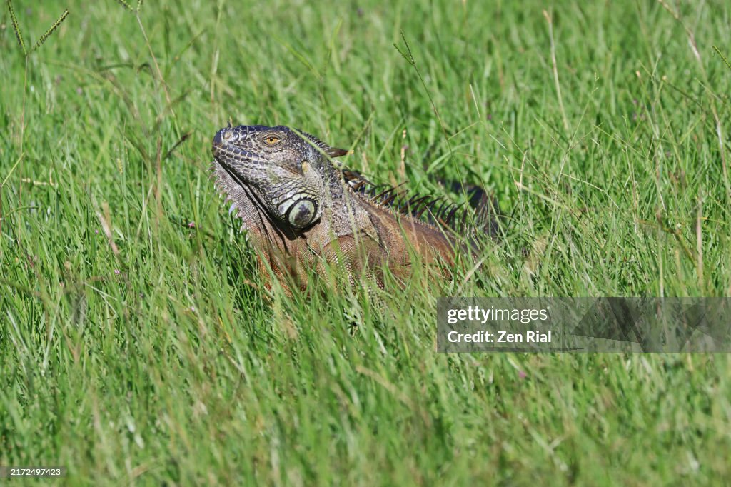 A lone Iguana in a grass area of a wetland in Southern Florida