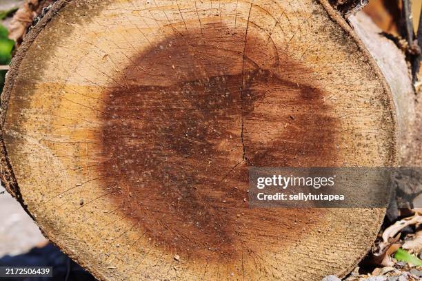 89 Pith Tree Stock Photos, High-Res Pictures, and Images - Getty Images