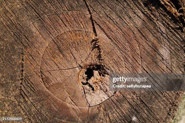 89 Pith Tree Stock Photos, High-Res Pictures, and Images - Getty Images