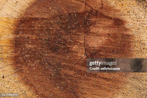 146 Pith Tree Stock Photos, High-Res Pictures, and Images - Getty Images