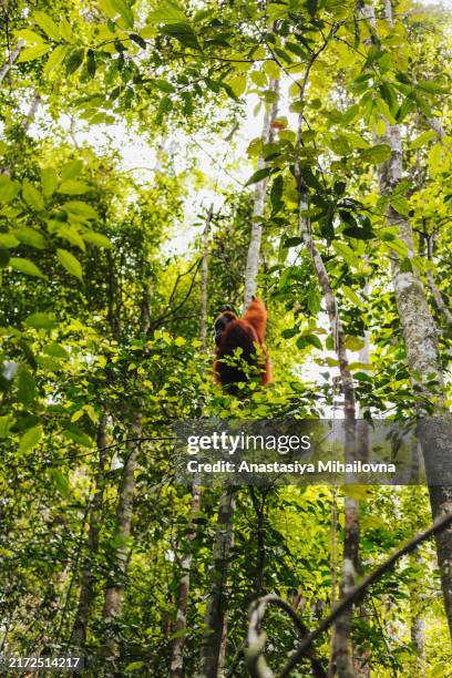 an orangutan is sitting on a tree in the forest - eco tourism stock pictures, royalty-free photos & images