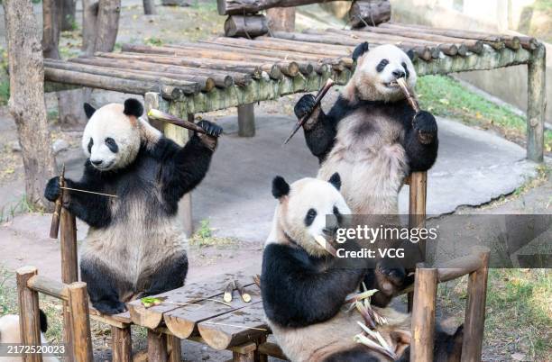 Panda Mid Fall 5,134 Panda Festival Stock Photos, High-Res Pictures, and Images ...